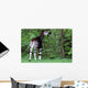 Okapi Wall Decal