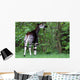 Okapi Wall Decal