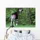 Okapi Wall Decal