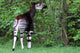 Okapi Wall Decal
