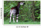 Okapi Wall Decal