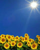Sunflowers Plein Soleil Wall Decal