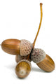 Acorns Wall Decal