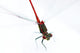 Dragonfly Wall Decal