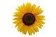 Sunflower Wall Decal Design 1