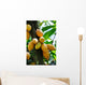 Cocoa Pods Wall Decal