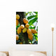 Cocoa Pods Wall Decal