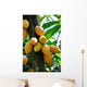 Cocoa Pods Wall Decal