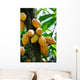 Cocoa Pods Wall Decal