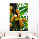 Cocoa Pods Wall Decal