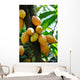 Cocoa Pods Wall Decal