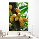 Cocoa Pods Wall Decal