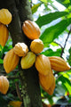 Cocoa Pods Wall Decal