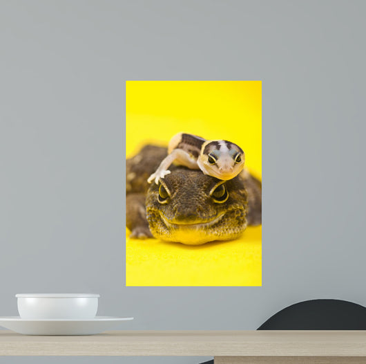 Baby African Fat-tailed Gecko Wall Decal