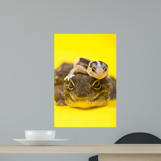 Baby African Fat-tailed Gecko Wall Decal