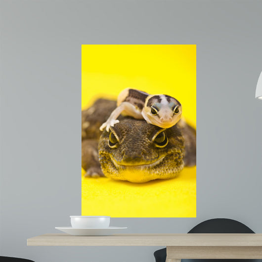 Baby African Fat-tailed Gecko Wall Decal