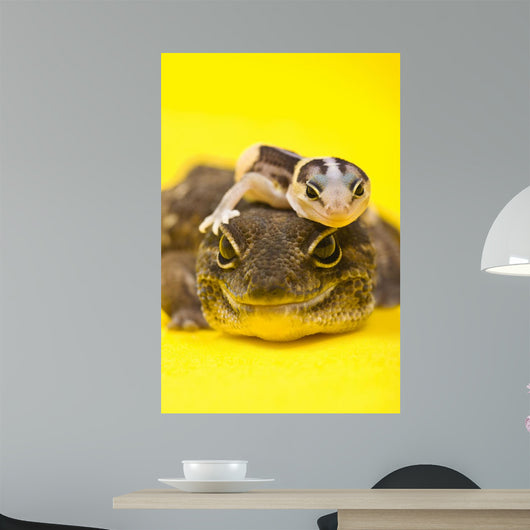 Baby African Fat-tailed Gecko Wall Decal