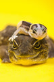 Baby African Fat-tailed Gecko Wall Decal