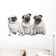 Three Pug Puppies Wall Decal