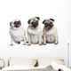 Three Pug Puppies Wall Decal