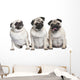 Three Pug Puppies Wall Decal