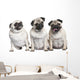 Three Pug Puppies Wall Decal