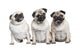 Three Pug Puppies Wall Decal