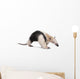 Collared Anteater Tamandua Tetradactyla Wall Decal
