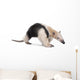 Collared Anteater Tamandua Tetradactyla Wall Decal
