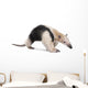 Collared Anteater Tamandua Tetradactyla Wall Decal