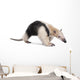 Collared Anteater Tamandua Tetradactyla Wall Decal