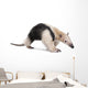Collared Anteater Tamandua Tetradactyla Wall Decal