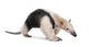 Collared Anteater Tamandua Tetradactyla Wall Decal