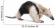 Collared Anteater Tamandua Tetradactyla Wall Decal