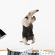 Collared Anteater Wall Decal Design 2