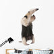 Collared Anteater Wall Decal Design 2