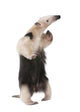Collared Anteater Wall Decal Design 2