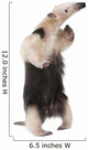 Collared Anteater Wall Decal Design 2