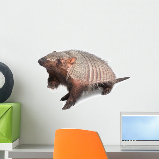 Armadillo Dasypodidae Cingulata Wall Decal