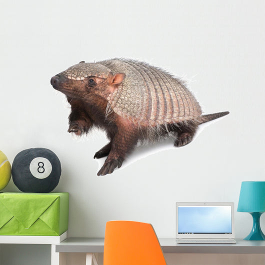Armadillo Dasypodidae Cingulata Wall Decal
