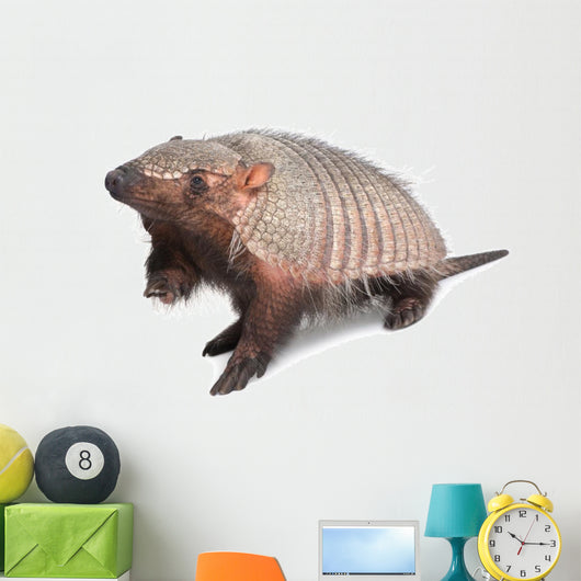 Armadillo Dasypodidae Cingulata Wall Decal