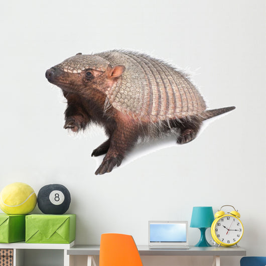 Armadillo Dasypodidae Cingulata Wall Decal