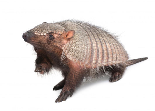 Armadillo Dasypodidae Cingulata Wall Decal