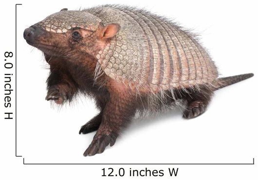Armadillo Dasypodidae Cingulata Wall Decal