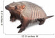 Armadillo Dasypodidae Cingulata Wall Decal