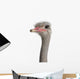 Close-up Ostrich's Head Wall Decal