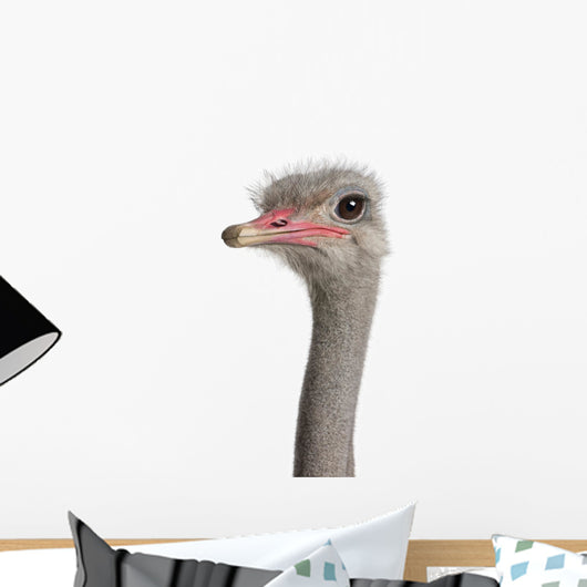 Close-up Ostrich's Head Wall Decal