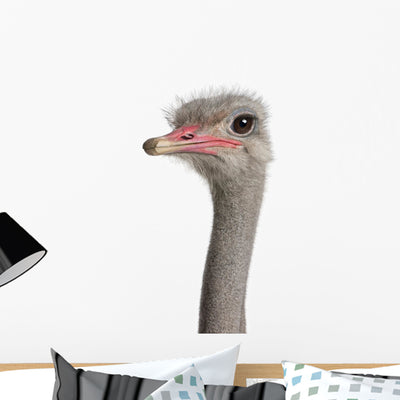 Close-up Ostrich's Head Wall Decal shown on a wall