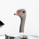 Close-up Ostrich's Head Wall Decal