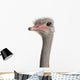 Close-up Ostrich's Head Wall Decal